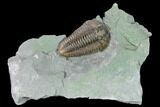 Flexicalymene Trilobite - Mt Orab, Ohio #165359-1
